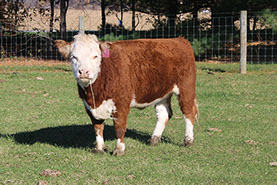 3 yr old Mini Hereford