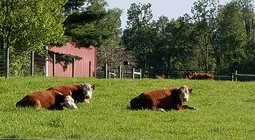 &nbsp;LOV Mini Herefords